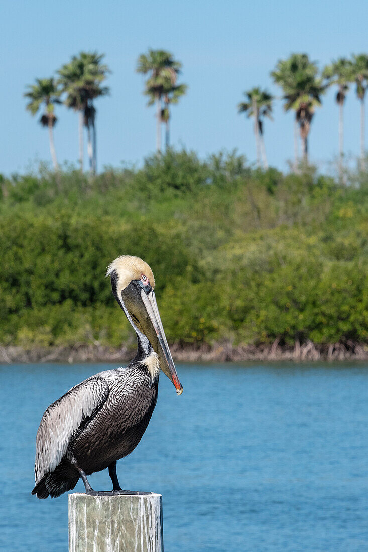 Brauner Pelikan, Florida
