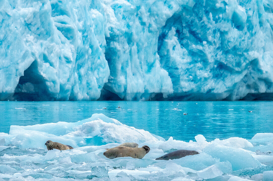 LeConte-Gletscher, Seehund, LeConte Bay, Alaska, USA