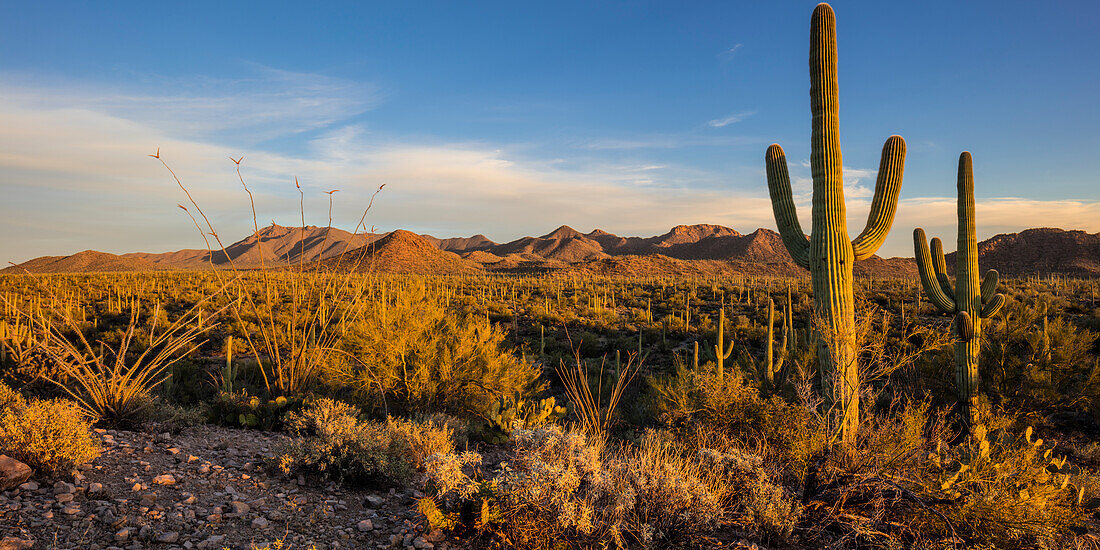 Saguaro-Kakteen dominieren die Landschaft im Saguaro National Park in Tucson, Arizona, USA
