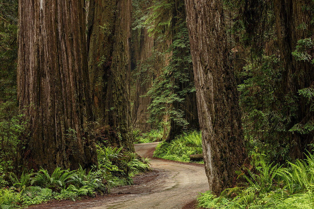 Ländliche Fahrbahn durch Redwood-Bäume, Stout Memorial Grove, Jedediah Smith Redwoods National and State Park, Kalifornien