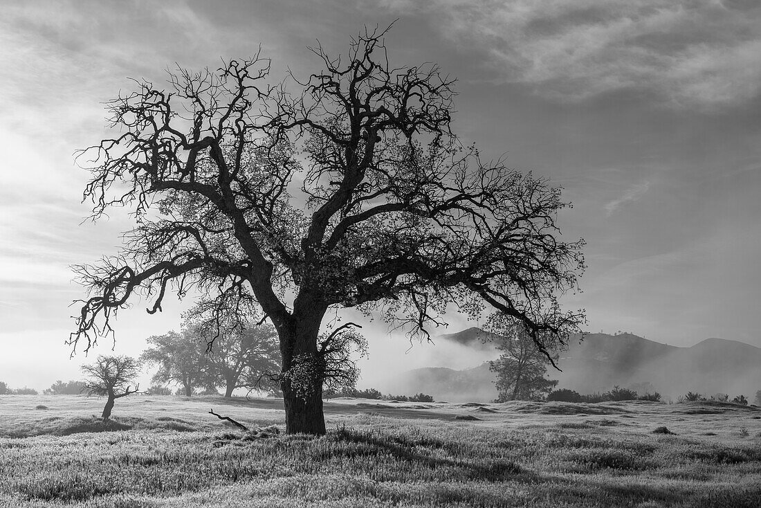 USA, California, Los Padres National Forest. Oak tree on foggy morning