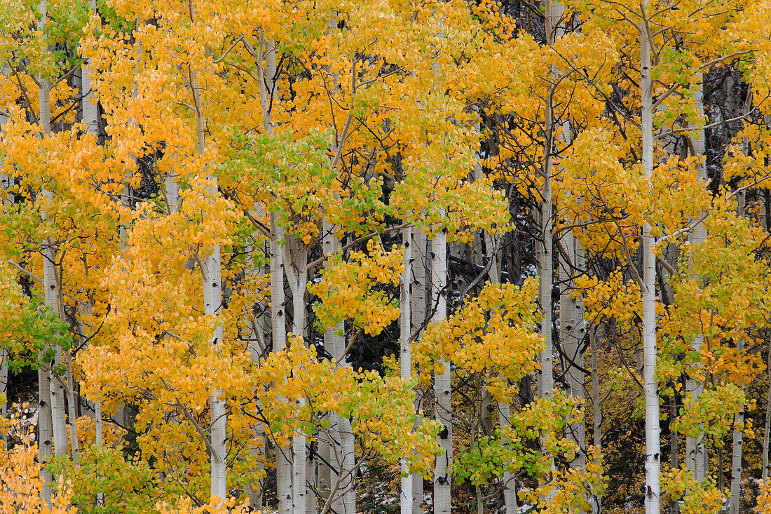Herbst Espe Baummuster am Berghang in der Nähe von Crystal Lake, in der Nähe von Ouray, Colorado