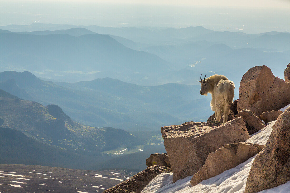 USA, Colorado, Mount Evans. Bergziege auf felsigem Aussichtspunkt