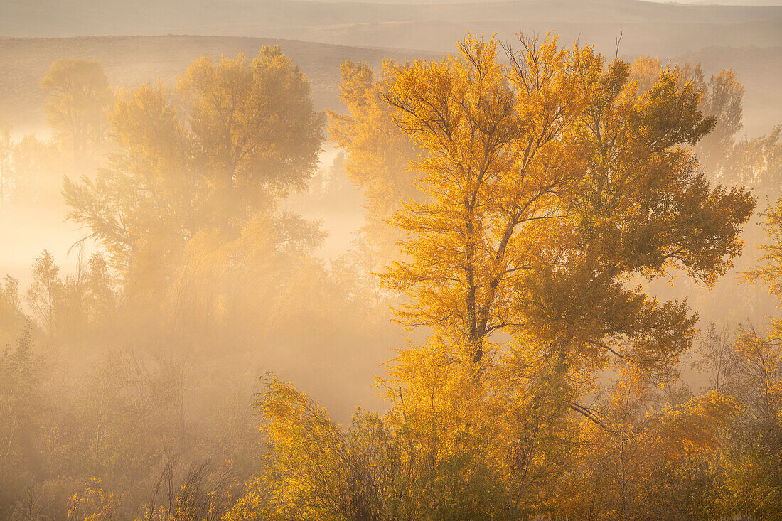 USA, Colorado, Curecanti National Recreation Area. Foggy sunrise on cottonwood trees.