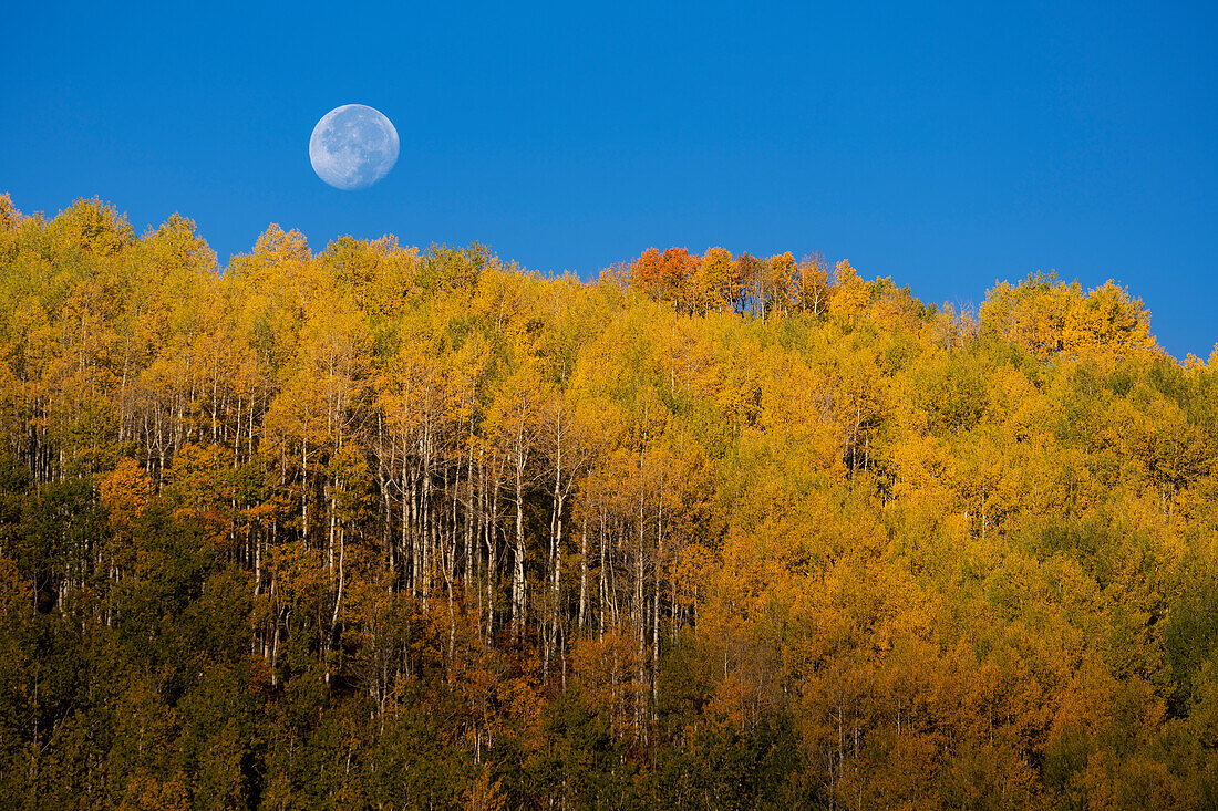 USA, Colorado, Uncompahgre National Forest. Der Vollmond geht im Herbst über Espenbäumen unter.
