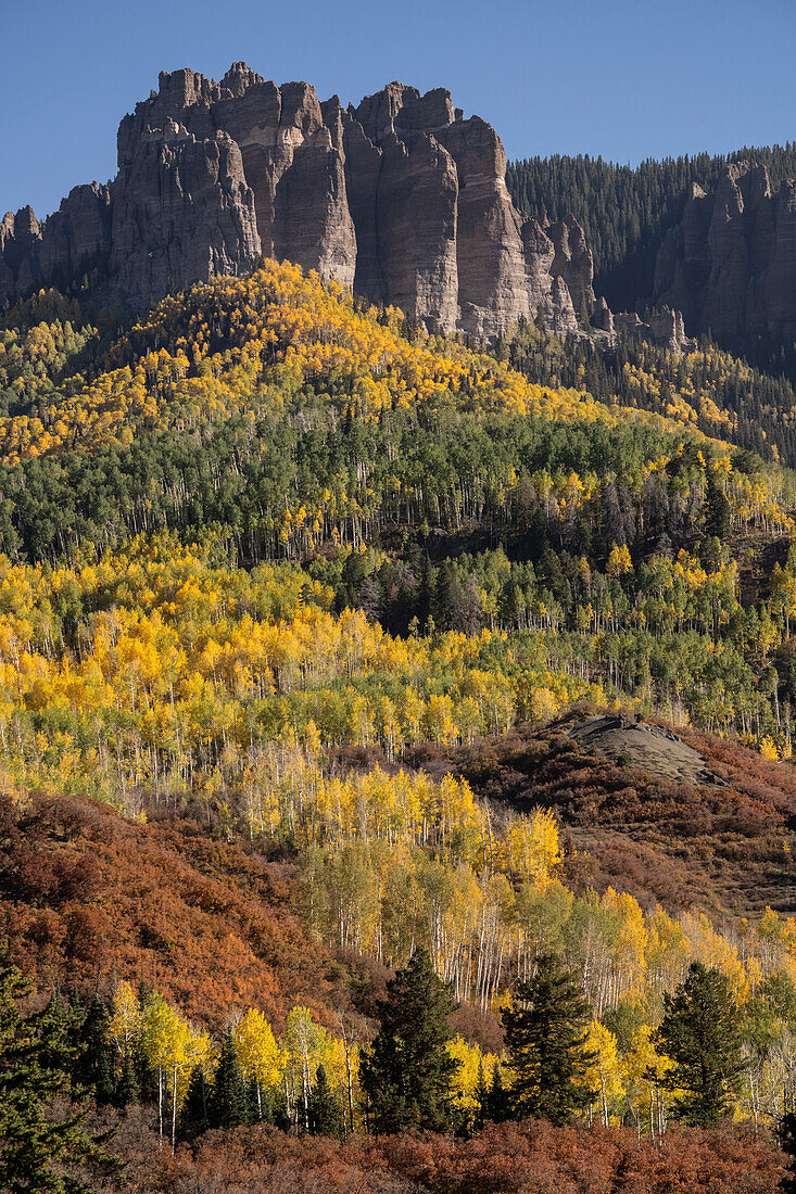 USA, Colorado, Gunnison National Forest. Herbstlicher Espenwald auf Cimarron Ridge.