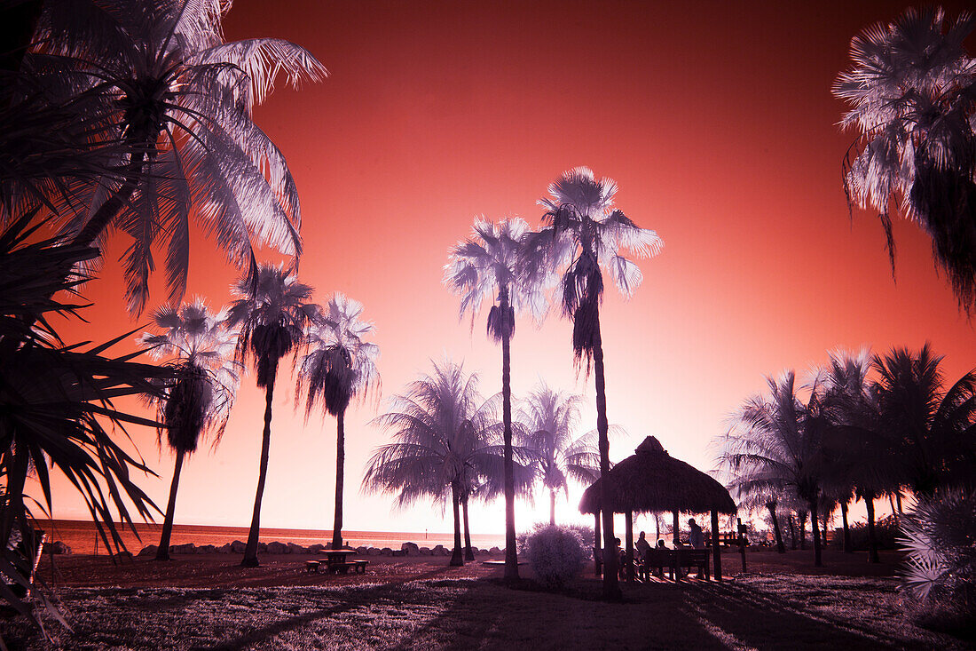 USA, Florida Keys. Infrared palm trees along the Florida Keys