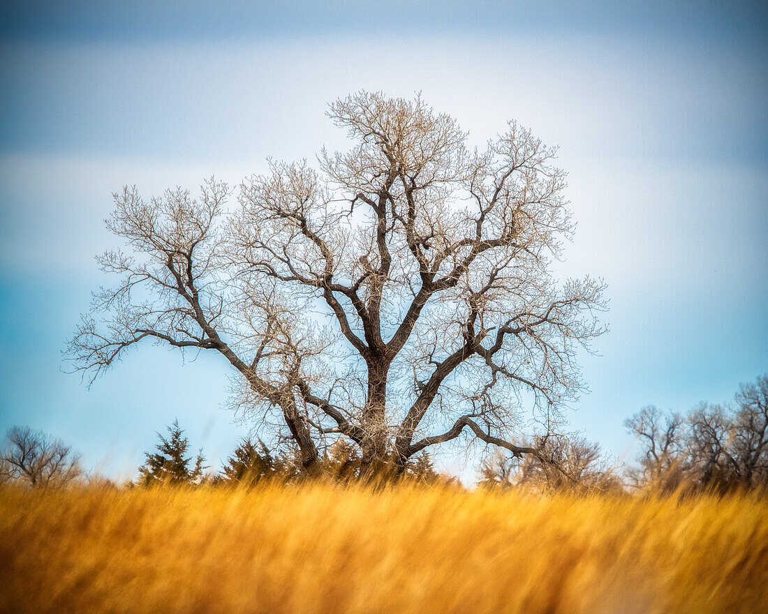 Large Cottonwood tree at Quivira National Game Refuge