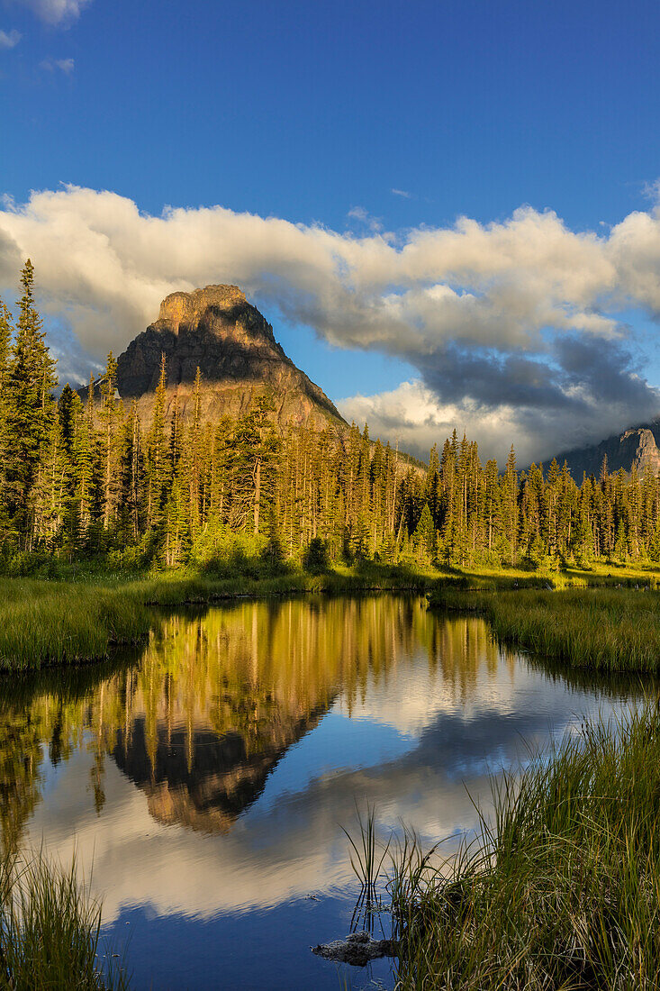 Sinopah Mountain reflects in beaver pond in Two Medicine Valley in Glacier National Park, Montana, USA