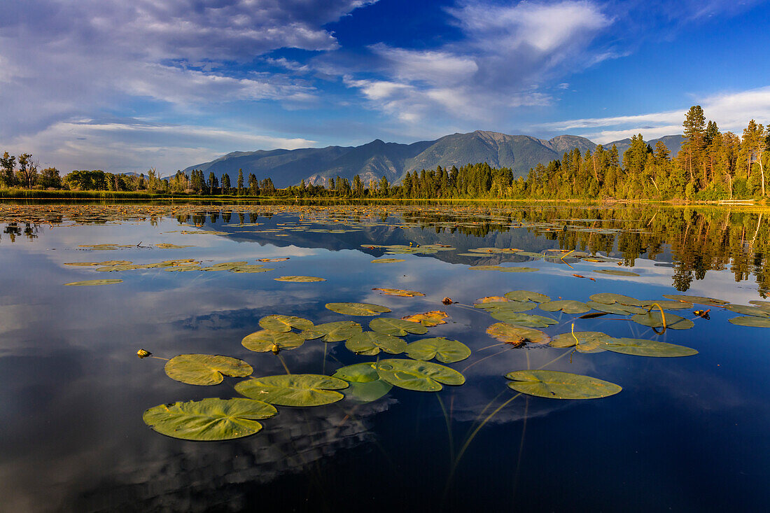 Lilly pads and Swan Range reflects into McWennger Slough near Kalispell, Montana, USA