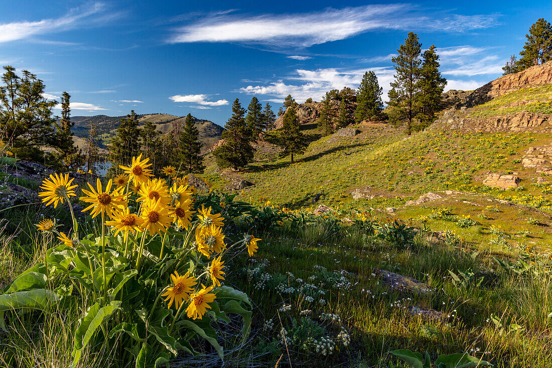 Arrowleaf balsamroot Wildblumen im Frühjahr auf Wild Horse Island State Park in der Nähe von Dayton, Montana, USA