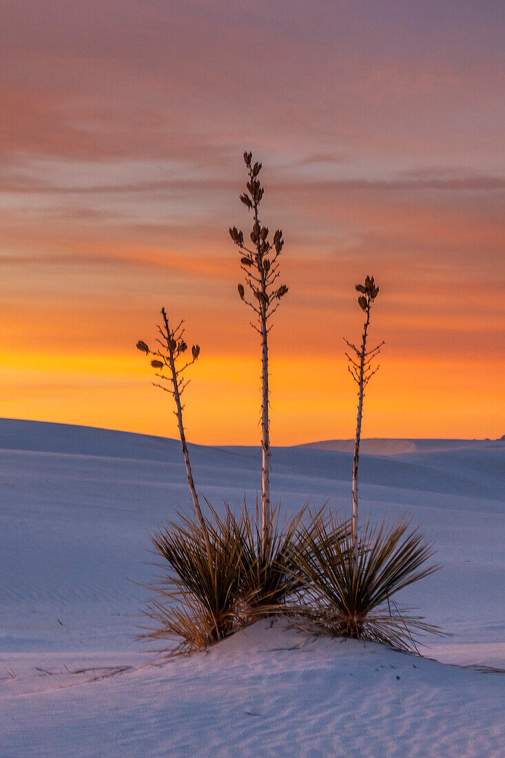 USA, New Mexico, White-Sands-Nationaldenkmal. Sonnenuntergang auf Wüste und Yucca
