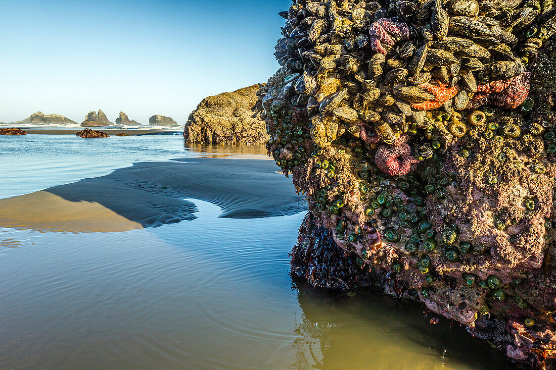 USA, Oregon, Bandon Beach. Anemones and sea stars exposed at low tide