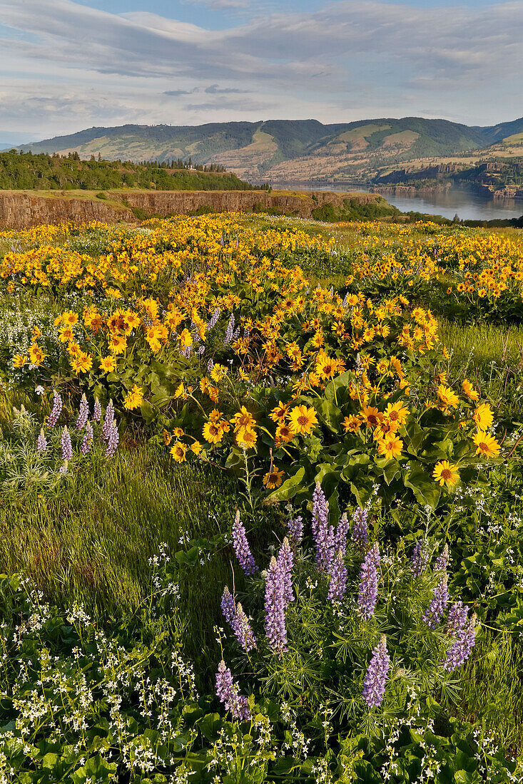 Balsamwurzel- und Lupinenfelder auf den Hügeln über dem Columbia River Rowena, Oregon