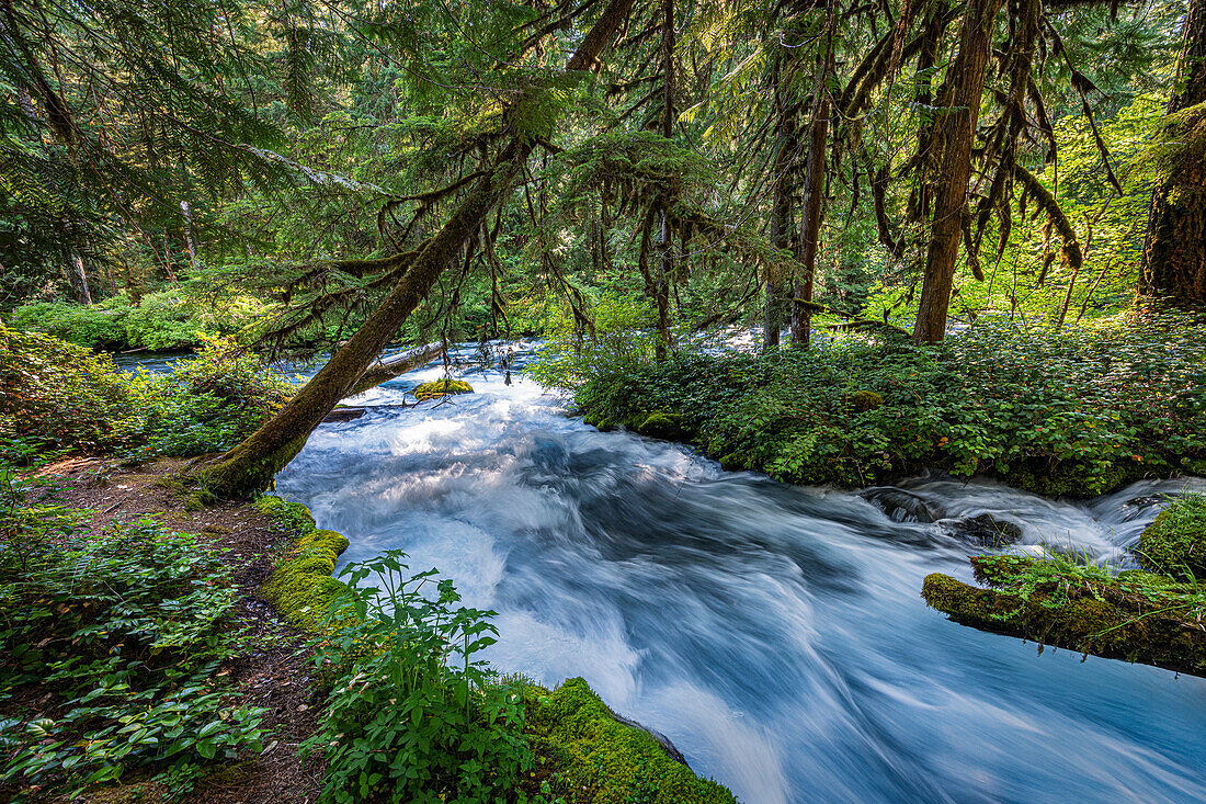 Rauschendes Wasser im unberührten Olallie Creek in der Nähe von McKenzie River, Willamette National Forest, Cascade Mountains, Oregon.
