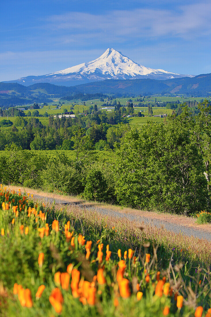 Hood River, Oregon. Wildflowers, Hood River Valley, and a snow capped Mount Hood