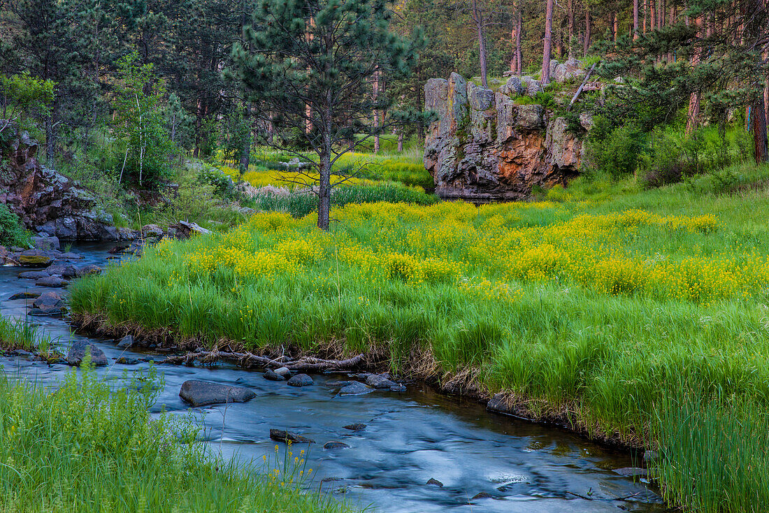 French Creek in den Black Hills von Custer State Park, South Dakota, USA