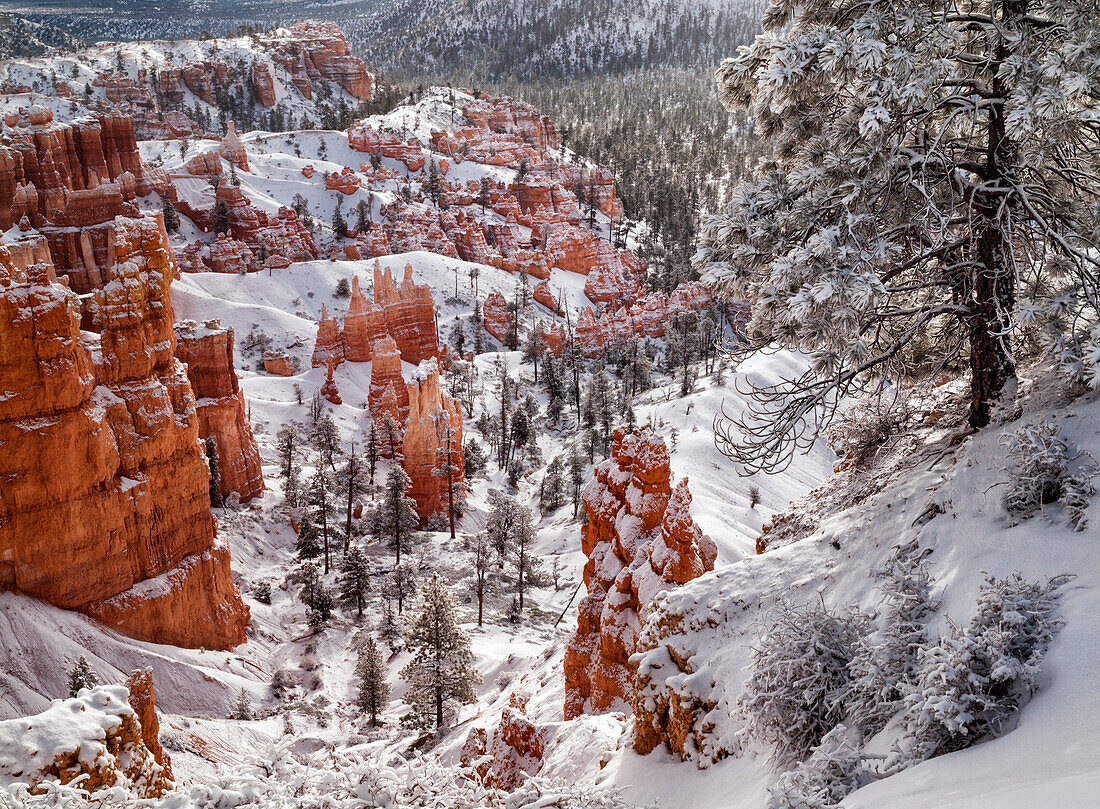 USA, Utah, Bryce-Canyon-Nationalpark, Wintermorgen in der Nähe von Sunrise Point nach Neuschnee