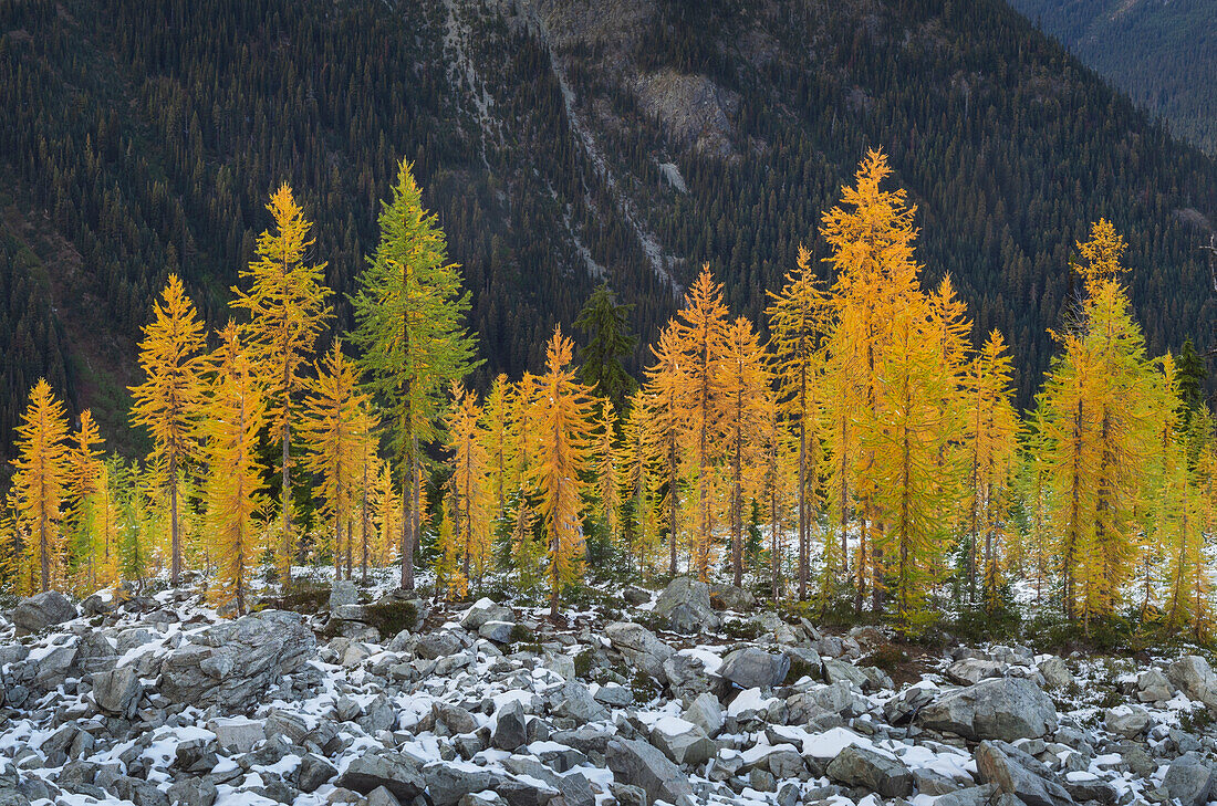 Alpine Larches (Larix lyallii) in autumn color. North Cascades, Washington State