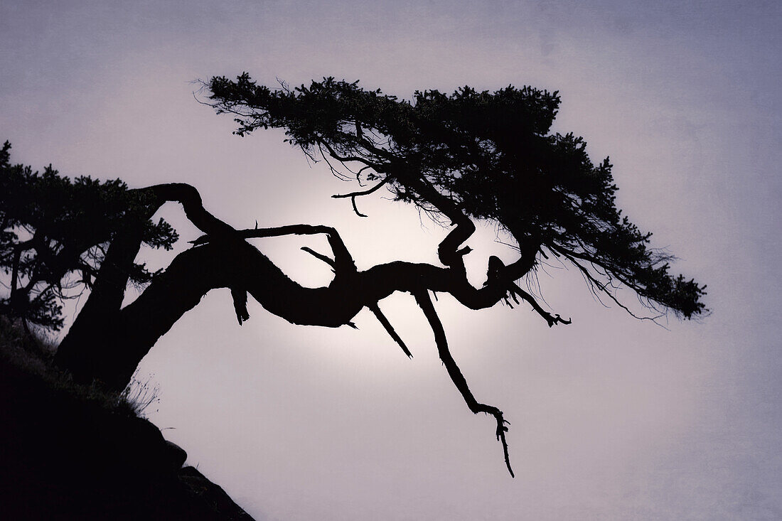 USA, Washington State, San Juan Islands. Weathered fir tree silhouette on Matia Island