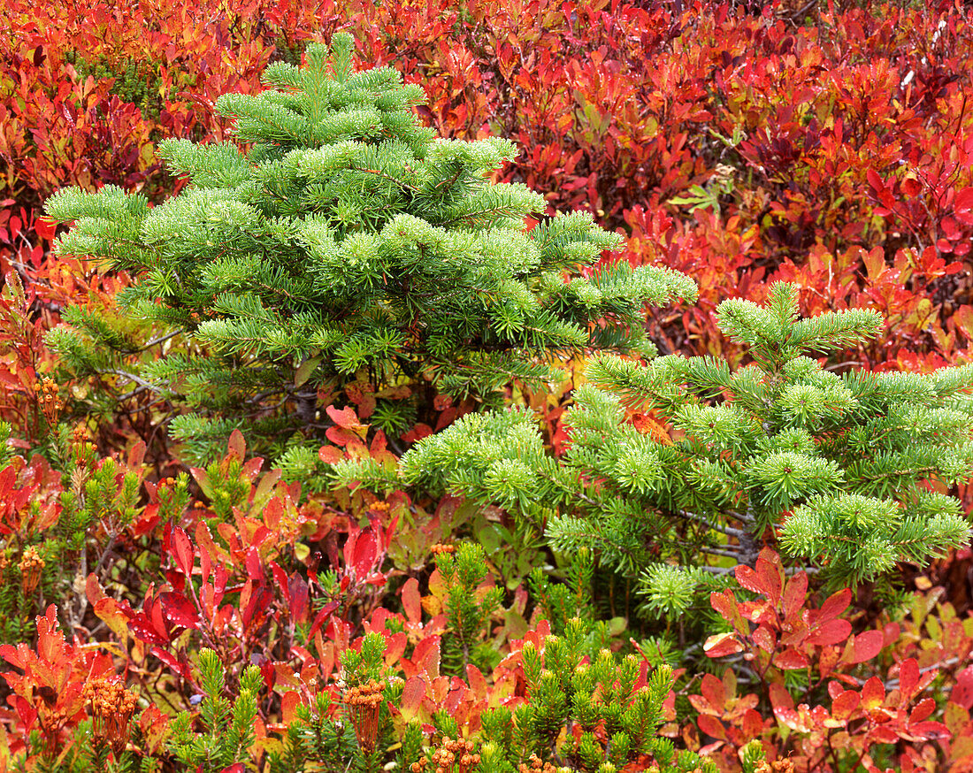 USA, Washington State, Mt. Rainier National Park. Silver fir tree and hucklberry