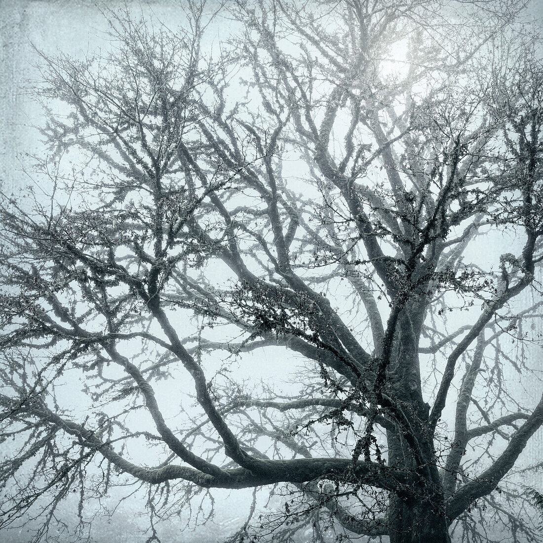 USA, Washington State, Seabeck. Big leaf maple tree in fog