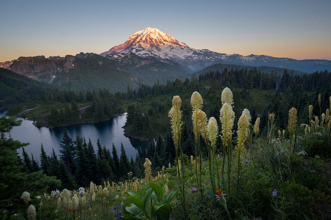 USA, Staat Washington. Bärengras (Xerophyllum tenax) Wildblumen von der Flanke des Tolmie Peak am Eunice Lake. Mt. Rainier-Nationalpark.