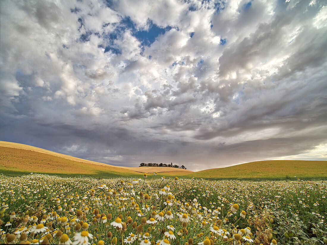 USA, Staat Washington, Palouse. Blumen, die zur Erntezeit mit großen Wolken blühen