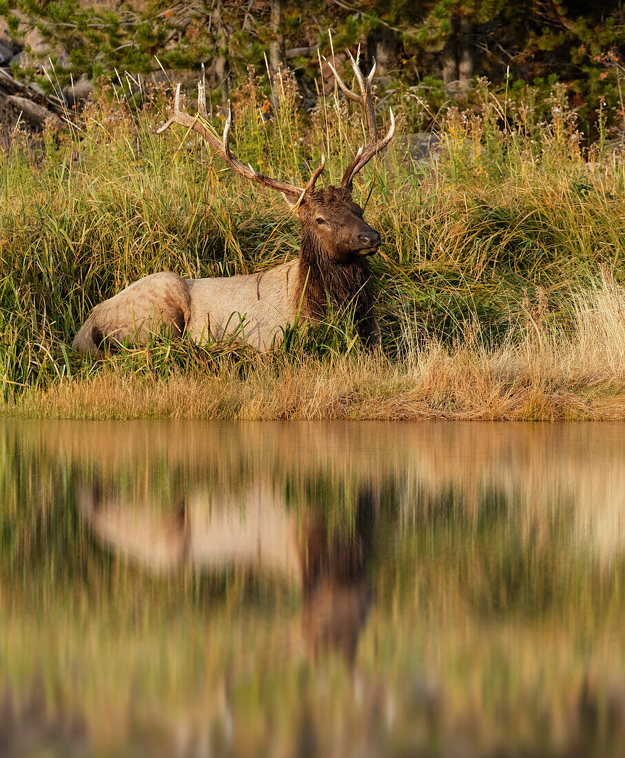 Bull Elk along Madison River, Yellowstone National Park, Wyoming.