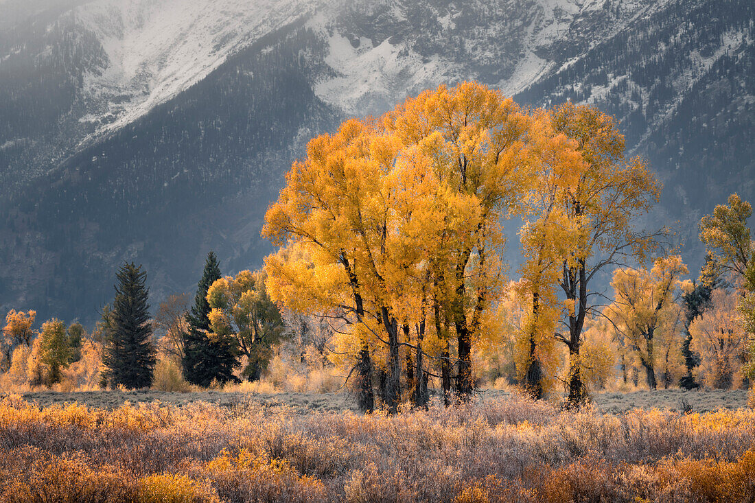 Cottonwood trees in autumn color in front of Teton Range, Grand Teton National Park, Wyoming
