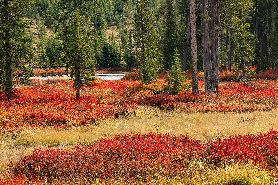 Blaubeerblätter im Herbst rote Färbung, Yellowstone National Park, Wyoming