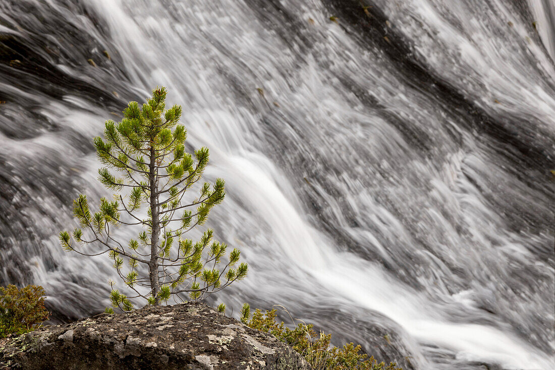 Small pine tree and Gibbon Falls, Yellowstone National Park, Wyoming