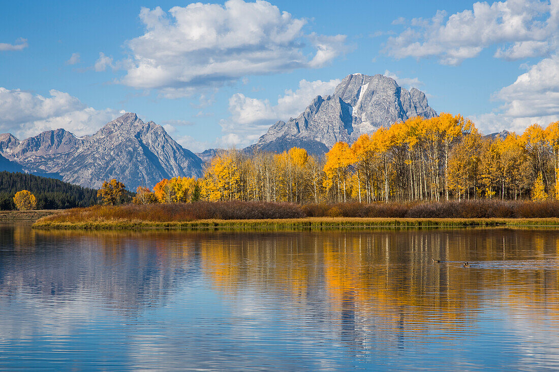 Usa, Wyoming, Grand Teton National Park, Herbstfärbung entlang des Snake River Oxbow mit Mt. Moran Reflexion.
