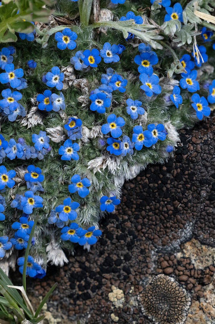 USA, Wyoming. Alpines Vergissmeinnicht, Beartooth Pass.