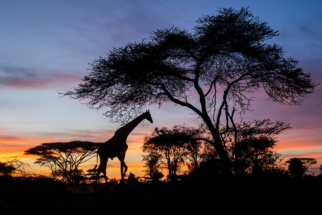 Africa, Botswana, Chobe National Park, Giraffe at sunset