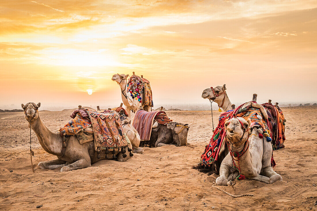 Afrika, Ägypten, Kairo. Hochebene von Gizeh. Kamele bei den Großen Pyramiden von Gizeh.