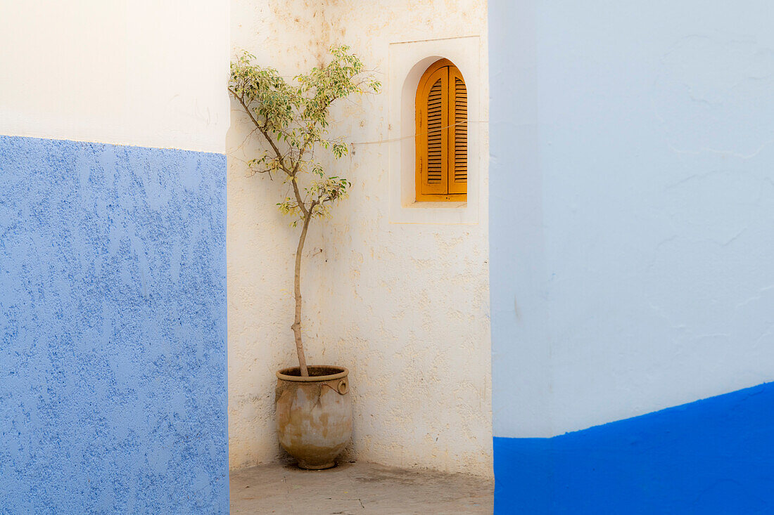 Africa, Morocco, Asilah. Potted tree and painted walls.