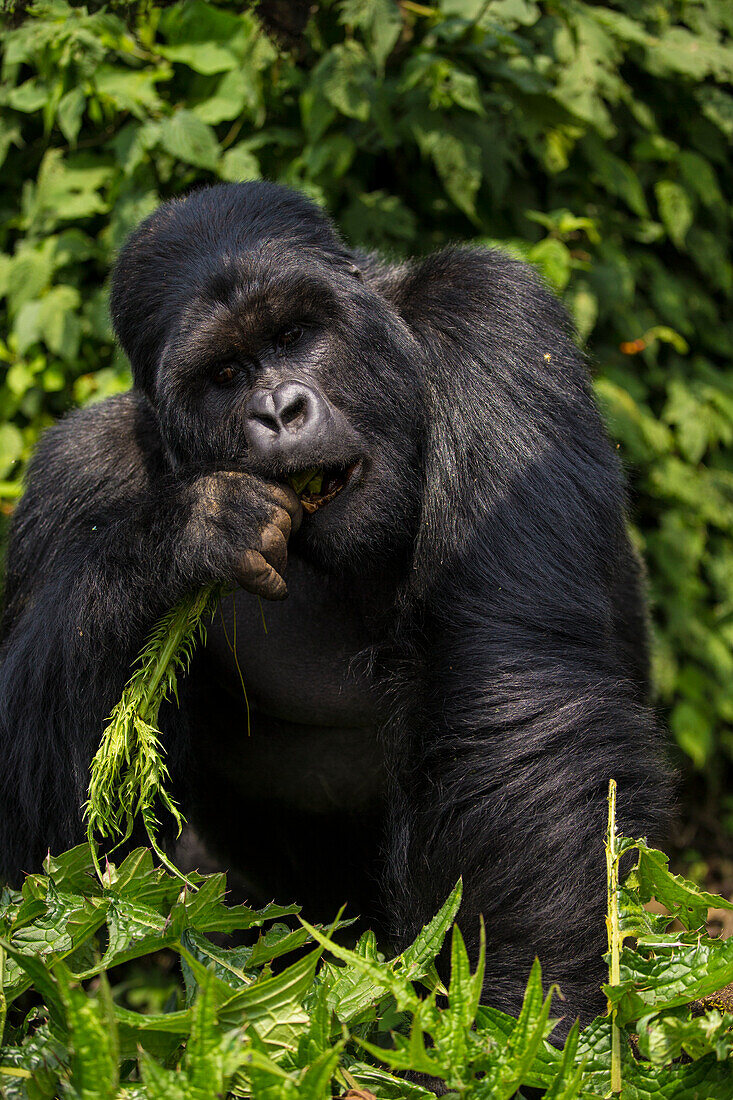 Afrika. Ruanda. Ein Silberrücken oder männlicher Berggorilla (Gorilla gorilla) im Volcanoes NP, wo sich die größte noch lebende Gruppe von Berggorillas der Welt befindet.
