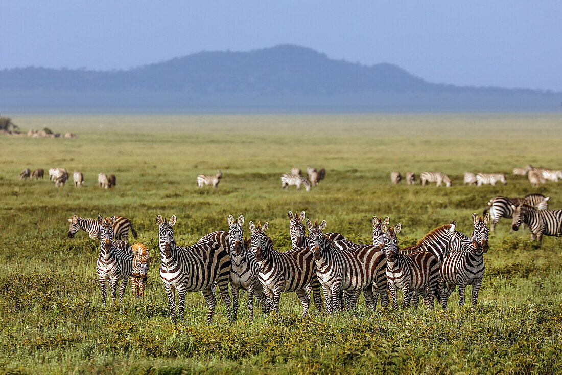 Große Herde von Burchell-Zebras, Serengeti-Nationalpark, Tansania, Afrika