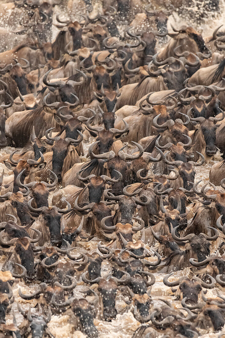 Afrika, Tansania, Serengeti-Nationalpark. Gnus beim Überqueren des Mara-Flusses.