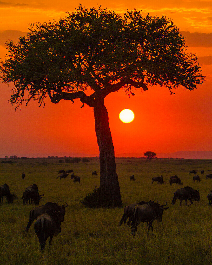 Africa. Tanzania. Colorful setting sun in Serengeti NP.