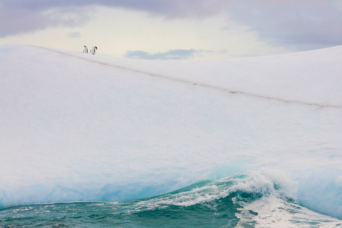 South Georgia Island. Chinstrap penguins ride an iceberg.