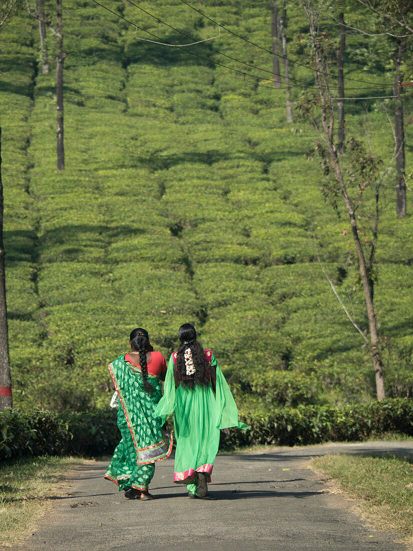 Women walking on path amid tea estate in the Anaimalai Hills near Valparai, Tamil Nadu, India.