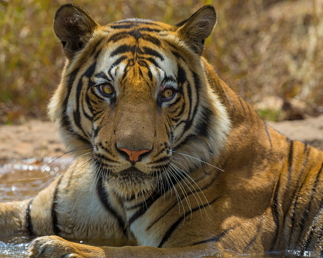 Asia. India. Male Bengal tiger (Pantera tigris tigris) enjoys the cool of a water hole at Bandhavgarh Tiger Reserve.