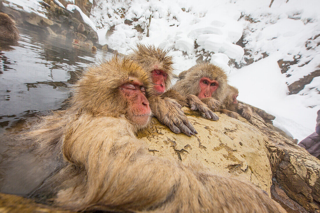 Japan, Yamanouchi, Jigokudani Monkey Park. Japanese macaques in thermal pool.