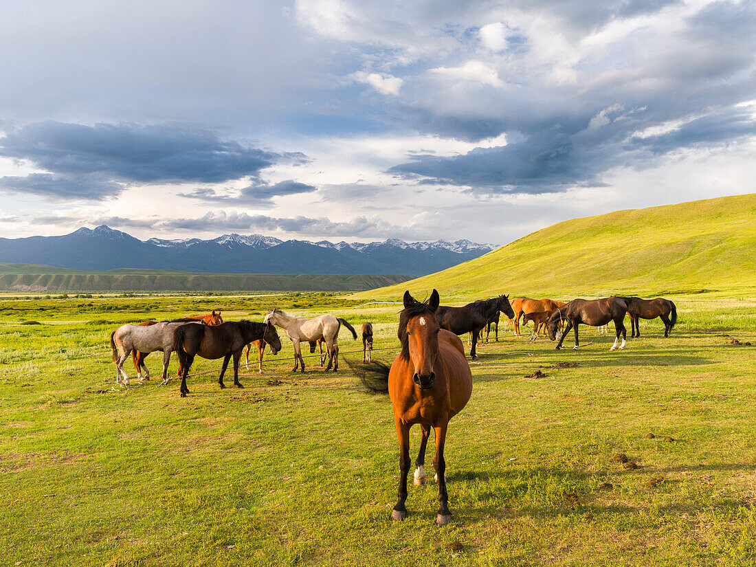 Horses for the production of milk, kumys and meat. A typical farm on the Suusamyr plain, a high valley in Tien Shan Mountains, Kyrgyzstan