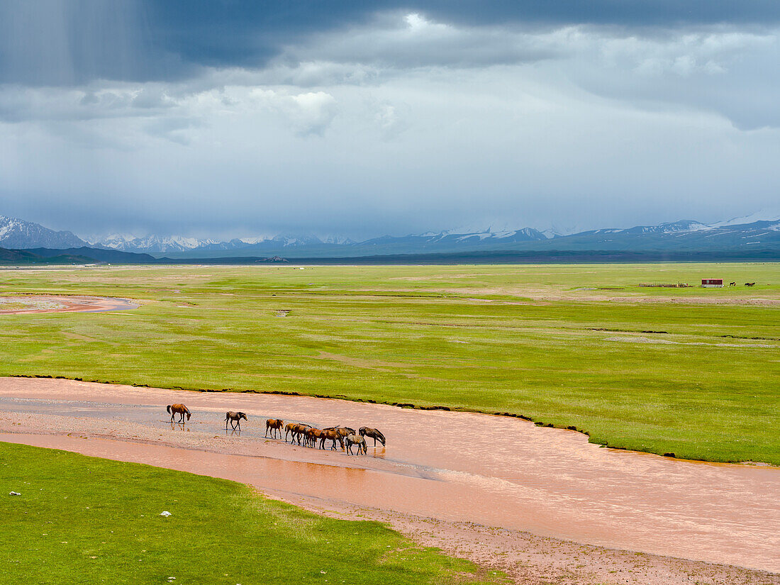 Pferde im Alay-Tal und in der Trans-Alay-Kette im Pamir-Gebirge. Zentralasien, Kirgisistan
