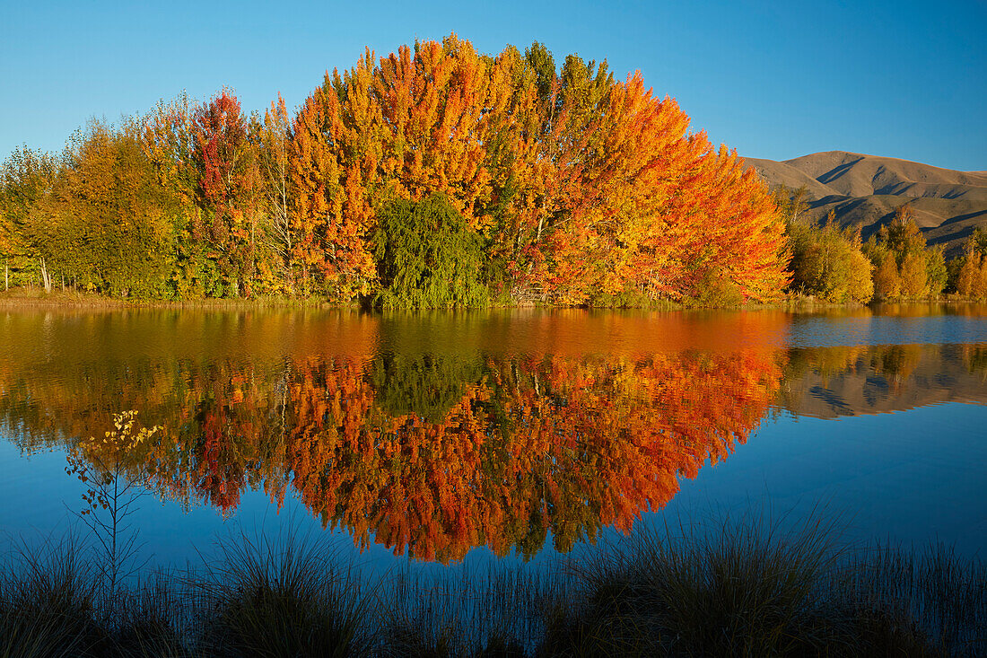 Herbstliche Reflektionen im Kellands Pond, nahe Twizel, Mackenzie District, South Canterbury, Südinsel, Neuseeland