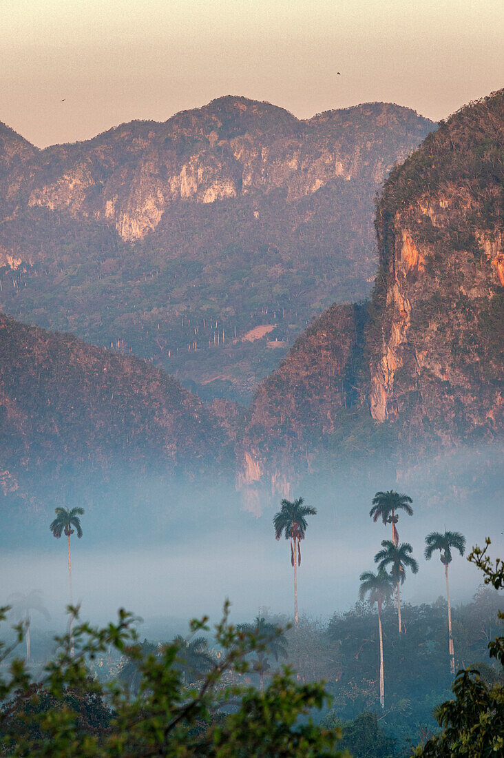 Morning fog rises from the palm tree lined Vinales Valley, Cuba