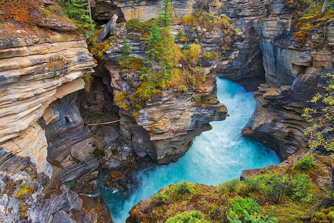 Canada, Alberta, Jasper National Park. Athabasca River at Athabasca Falls.